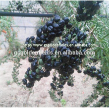 Polvo de wolfberry orgánico de alta calidad / polvo negro chino de la baya de Goji del extracto de Wolfberry con competitivo